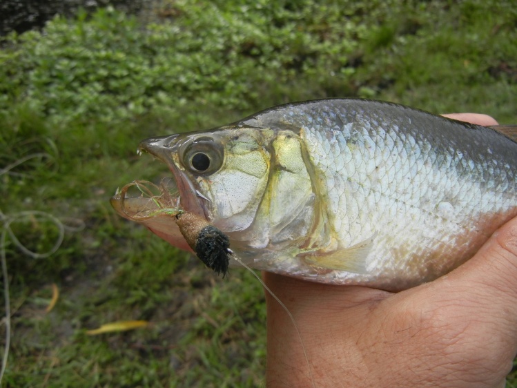 Con popper de ciervo  