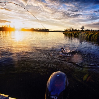 Doing battle with a silver salmon at sunset on the Alagnak River!