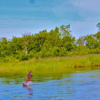 A blush king rocketing out of the water like most do on the fly!