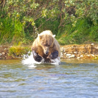 A Brown Bear launches in for the sockeye!