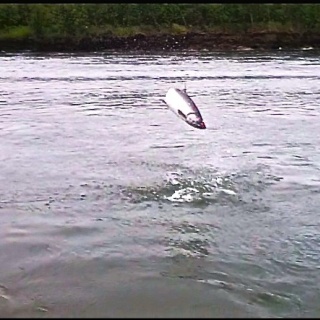 A king salmon on the fly of 25 pounds launching out of the water 6 times on this dual!