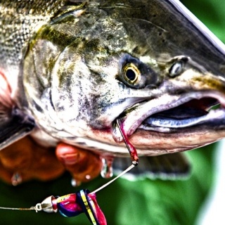 A great shot of a silver salmon with a string leach of purple and pink.