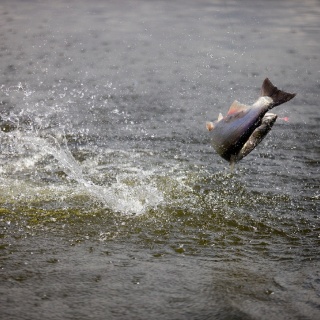 A leaping silver salmon on the fly.....a common sight in August!