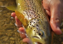 Andreas Vendler 's Fly-fishing Image of a Brown trout – Fly dreamers 