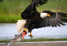 Bald Eagle in Alaska - By Angler's Alibi Lodge - Fly dreamers