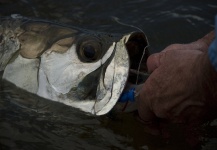The Fly Shop 's Fly-fishing Pic of a Tarpon – Fly dreamers 