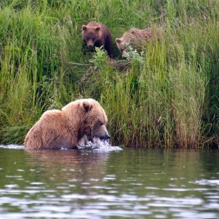 Mother bear teaching and feeding her young ones in the tidewater of the Alagnak River, only yards away from the lodge