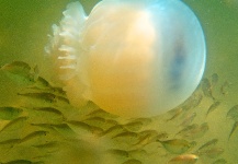 Baby bumpers (Chloroscombrus chrysurus) on cannonball jellyfish (Stomolophus meleagris)
