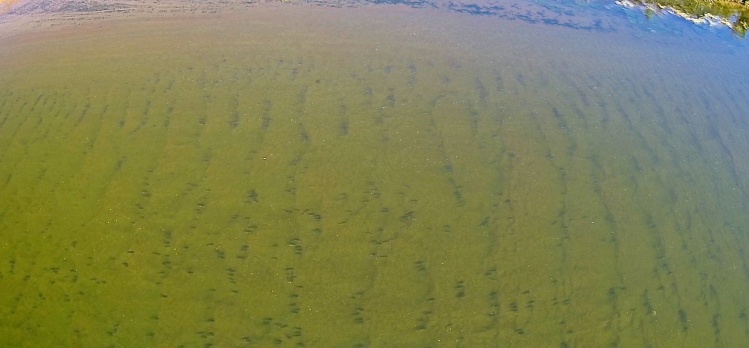 Aerial view of coho, calico, and pink salmon stacked like cord wood along the sandy river bottom of the Alagnak River.