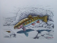 Fly fishing picture