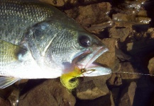  Captura de Pesca con Mosca de Bass de boca grande - Lubina Negra por LUIS SÁNCHEZ ANAYA – Fly dreamers