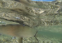  Fotografía de Pesca con Mosca de Bonefish compartida por Jose Miguel Lopez Herrera – Fly dreamers