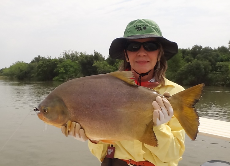 11 lbs. Pacú on streamer !
www.GoldenFlyFishing.com
Alto Parana - Argentina