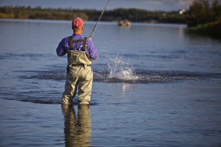 Another silver salmon exploding from the fabled Alagnak River