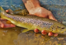 Andreas Vendler 's Fly-fishing Photo of a Brown trout – Fly dreamers 
