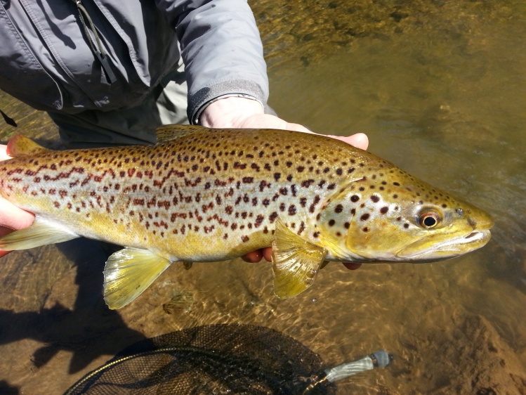 Good looking brown, Unique for NZ. First one I've seen with spots forming lines!