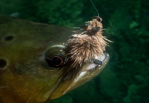  Foto de Pesca con Mosca de Trucha marrón compartida por Gonzalo Flego – Fly dreamers