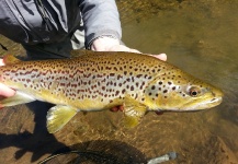 Jeremy Treweek 's Fly-fishing Catch of a Brown trout – Fly dreamers 