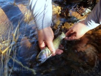 Fly fishing picture