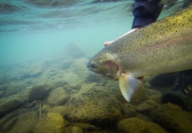  Imagen de Pesca con Mosca de Steelhead por Andrew Hardingham – Fly dreamers