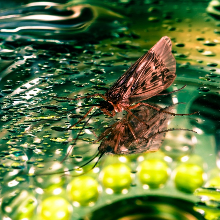 Autumn caddis hatch