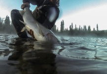 Andrew Hardingham 's Fly-fishing Catch of a Steelhead – Fly dreamers 