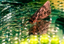 Interesting Fly-fishing Entomology Photo by Brant Fageraas 