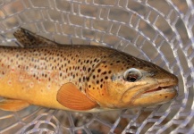 Fly-fishing Photo of Brown trout shared by Wendell Baer – Fly dreamers 