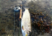  Foto de Pesca con Mosca de Sea-Trout (Trucha Marrón Anádroma) compartida por Kristian Villadsen – Fly dreamers