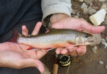 David Rodriguez 's Fly-fishing Pic of a Brook trout – Fly dreamers 