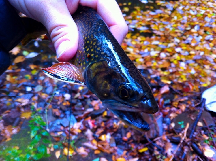 Floppy-finned brookie! Read about this trip at: <a href="http://eastcoastflyguy.wordpress.com/2014/10/12/a-week-on-the-fly/">http://eastcoastflyguy.wordpress.com/2014/10/12/a-week-on-the-fly/</a>