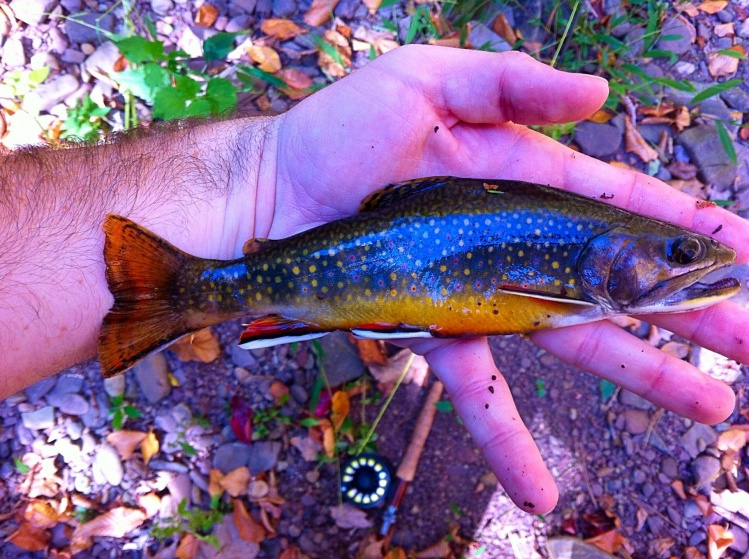 Chunky brook trout. Read about this trip at: <a href="http://eastcoastflyguy.wordpress.com/2014/10/12/a-week-on-the-fly/">http://eastcoastflyguy.wordpress.com/2014/10/12/a-week-on-the-fly/</a>