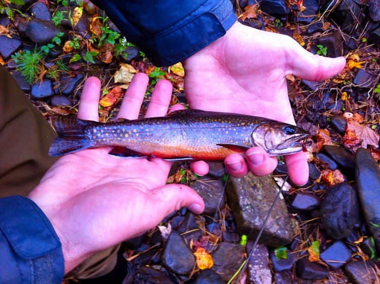 Nice 10" brook trout. Read about this trip at: <a href="http://eastcoastflyguy.wordpress.com/2014/10/12/a-week-on-the-fly/">http://eastcoastflyguy.wordpress.com/2014/10/12/a-week-on-the-fly/</a>