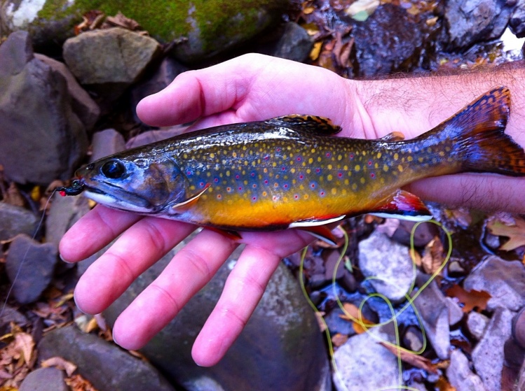 Big brook trout! Read about this trip at: <a href="http://eastcoastflyguy.wordpress.com/2014/10/12/a-week-on-the-fly/">http://eastcoastflyguy.wordpress.com/2014/10/12/a-week-on-the-fly/</a>