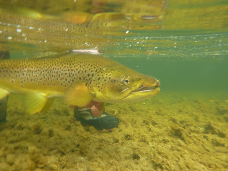 Under water shots