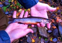  Fotografía de Pesca con Mosca de Trucha de arroyo o fontinalis por Brad Billings – Fly dreamers 