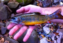  Imagen de Pesca con Mosca de Trucha de arroyo o fontinalis compartida por Brad Billings – Fly dreamers