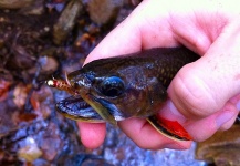 Brad Billings 's Fly-fishing Image of a Brook trout – Fly dreamers 