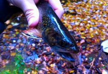 Brad Billings 's Fly-fishing Photo of a Brook trout – Fly dreamers 