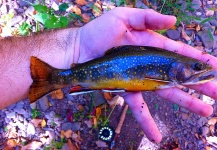 Brad Billings 's Fly-fishing Pic of a Brookies – Fly dreamers 