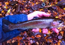 Brad Billings 's Fly-fishing Pic of a Rainbow trout – Fly dreamers 