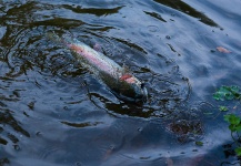 Eugeny Buslaev 's Fly-fishing Photo of a Rainbow trout – Fly dreamers 