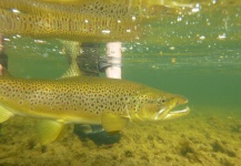 Fly-fishing Pic of Brown trout shared by Jeremy Treweek – Fly dreamers 