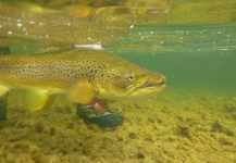 Fly-fishing Pic of Brown trout shared by Jeremy Treweek – Fly dreamers 