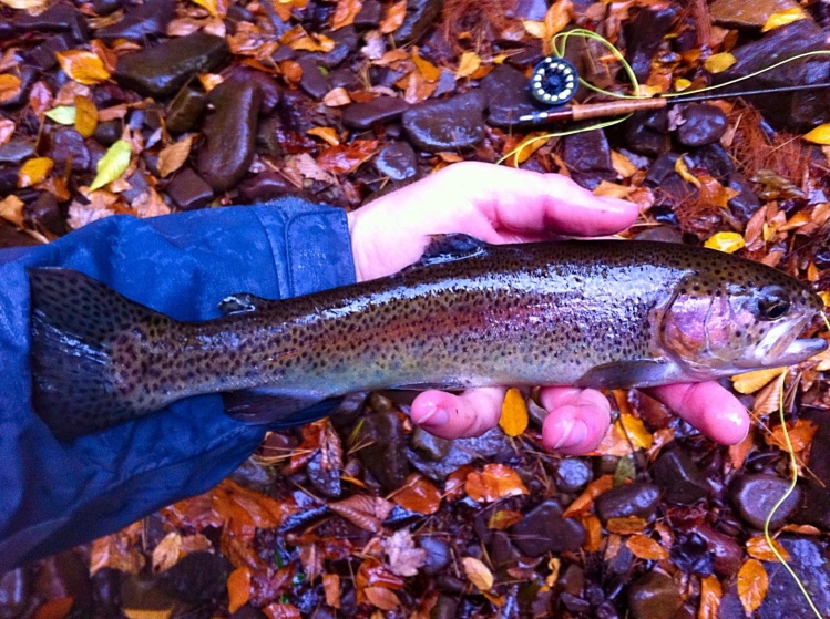 Pretty rainbow on a small mountain stream. Read about this trip at: <a href="http://eastcoastflyguy.wordpress.com/2014/10/12/a-week-on-the-fly/">http://eastcoastflyguy.wordpress.com/2014/10/12/a-week-on-the-fly/</a>