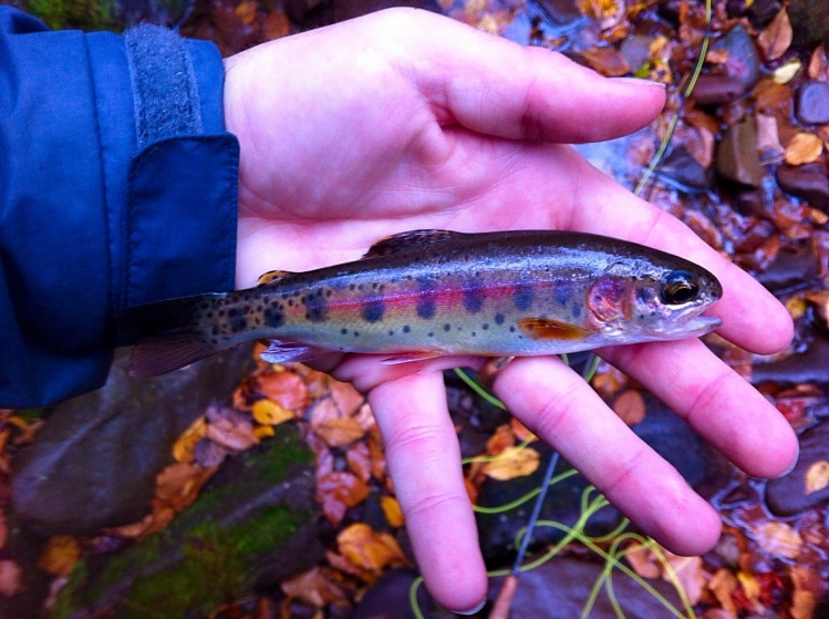 Gorgeous little wild rainbow! Read about this trip at: <a href="http://eastcoastflyguy.wordpress.com/2014/10/12/a-week-on-the-fly/">http://eastcoastflyguy.wordpress.com/2014/10/12/a-week-on-the-fly/</a>