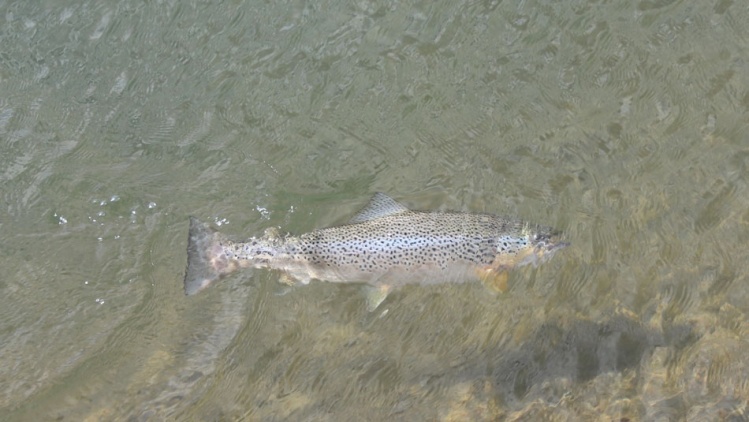 River Varma - Brown trout
<a href="http://anglers.is/index.php/fishing-permits-in-iceland">http://anglers.is/index.php/fishing-permits-in-iceland</a>