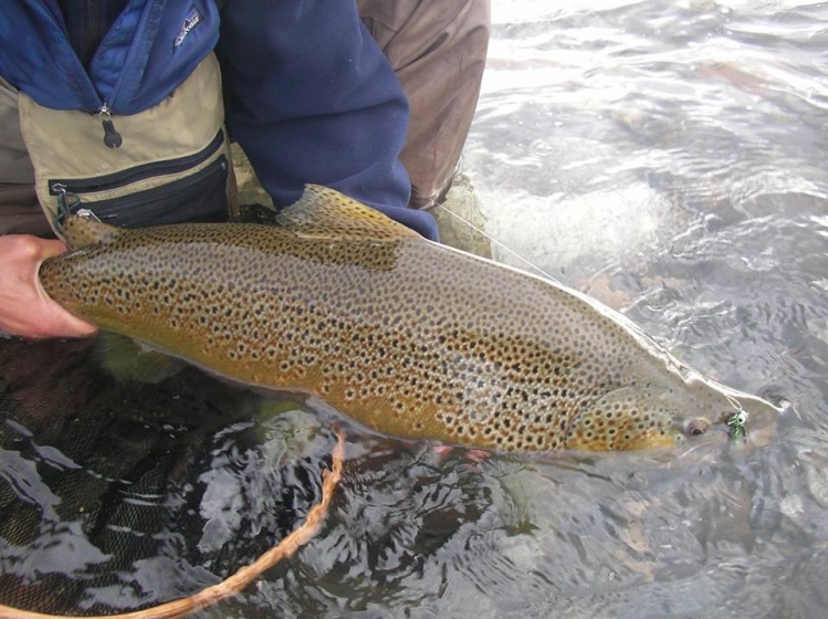 You need a big net when you fish Limay. See you at Limay Riv er Lodge !!!