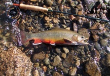 Brook trout Fly-fishing Situation – CRISTIAN GAETAN shared this Photo in Fly dreamers 