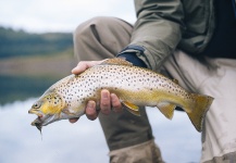 Fly-fishing Photo of Brown trout shared by Brothers On The Fly – Fly dreamers 